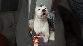 Амстафф Бой бобошка на лапе 