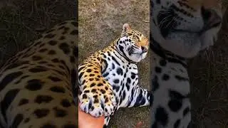 Must Touch the BELLY