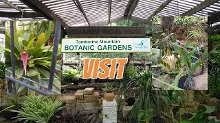 Visit to Mount Tambourine Botanic Garden Orchid garden