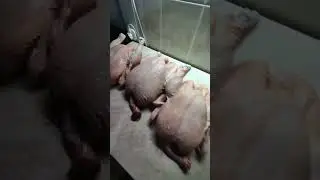 53 дня бройлерам
