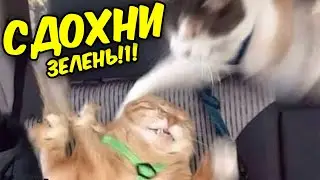 МЕМЫ ЕСТЬ МЕМЫ #17