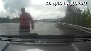 Хозяева дороги! Быдло ломиться в машину! Не на того нарвались