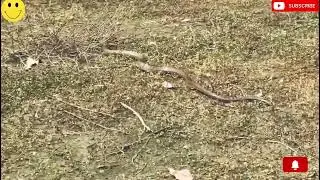 Baaf re baaf itna bada snake !🐍#dogs attack snake 🐕‍🦺#dogs snake video 🔥#trending video #animals ||