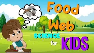 Food Web | Science for Kids