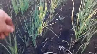 Чеснок это не клубника ...