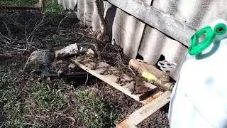 Вода для бджіл.