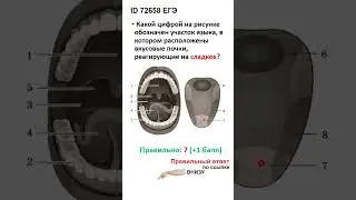 ID 72658 ЕГЭ Язык  Ответ для ЕГЭ