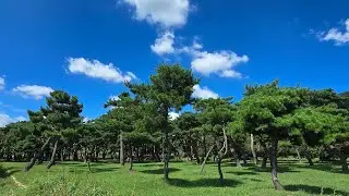 Fpv Freestyle / Pine Garden / Flow5 v2