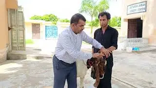 Lecture for DVM students and goat structure