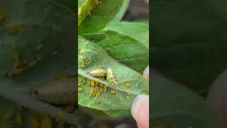 Backyard bug hunt - syrphid fly larvae