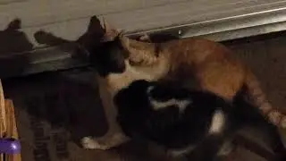 CATS LUV SLAYER