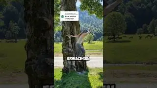 Ich bin für immer Kind und werde nie erwachsen. #kind #erwachsen #erwachsenwerden