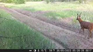 У косули гон.
