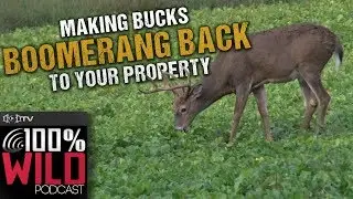 Making Bucks Boomerang Back to Your Property - 100% Wild Podcast