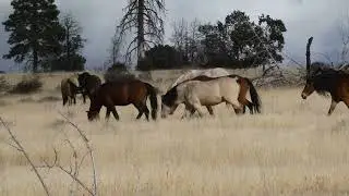 Pokegama Wild Horses, Meeting Of The Bands
