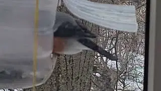 Bullfinch 4