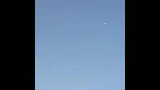 Pigeonголуби алматы тасман сиреньлохматыетяга голубясиреневыйголубьголуби алматытасманы