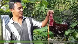 Pelihara Ayam Ketawa Membuat Hobi Jadi Hoki