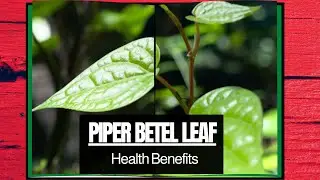 5 Amazing Health Benefits of Piper Betel Leaf