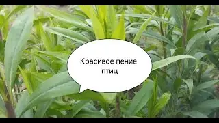 Красивое пение птиц#прогулка по центру села.