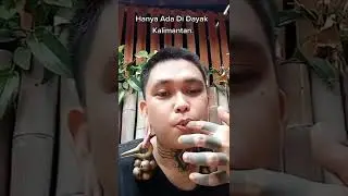 Akar bajakah kalimantan ||Dayak