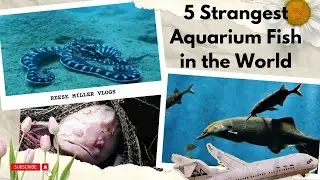 5 Strangest Aquarium Fish in the World