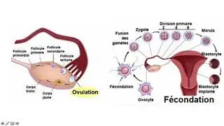 Vidéo 2 sur le chapitre 9.2.  la grossesses, des gamètes au foetus
