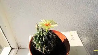 Timelapse cactus flower