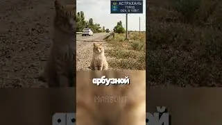 Cat choosing a watermelon