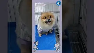 Baby dog  / หมาน้อยน่ารัก / หมาใบแก้ว