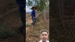 Begini cara cabut singkong mudah #reaction #singkong #review