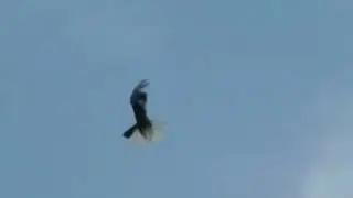 с.г.
