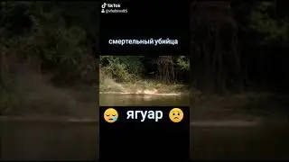 Ягуар