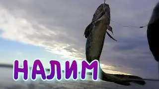 Налим на жерлицу