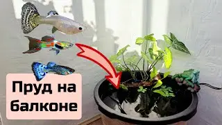 Пруд на балконе своими руками. настоящий, с рыбой.
