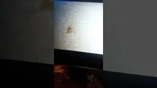 тропилапсоз или нет ?