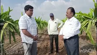 नेटाफिम ठिबक च्या माध्यमातून ड्रॅगन फ्रुट मध्ये अचूक पाणी आणि खत व्यवस्थापन