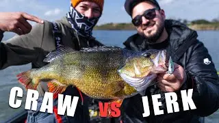 Craw vs Jerk - XXL Barsche mit Toon Van Ham