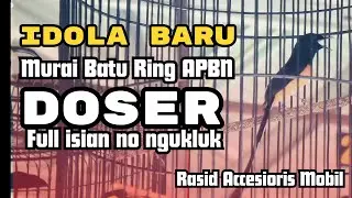 Idola Baru‼️Murai Batu Ring APBN | Full Isian NO Ngukluk 👍