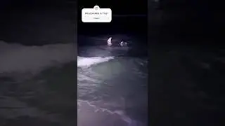 SHARK!!  Just waded out to cast my bait past the sandbar and looked in the water.