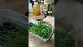 Трава для кошек#Shorts#Thai breed cat