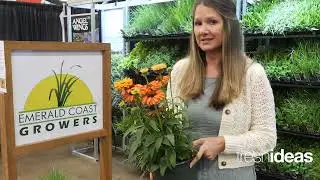 Up Your Echinacea Game with New Varieties in the Sunseeker Series