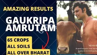 Amazing results of gaukripa amrutam by Gopalbhai Sutariyaji