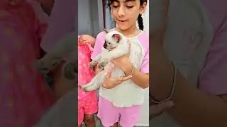 سيدرا عندها تنين قطط