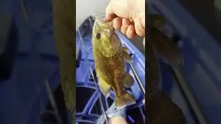 Bass on a Googan Saucy Swimmer! #fishing #bassfishing #kayakfishing
