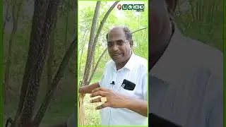 ஒரு  நாளைக்கு 4,000  இலை -ஆ😲  | பிரமிக்க வைக்கும் விவசாயி | Pasumai Vikatan