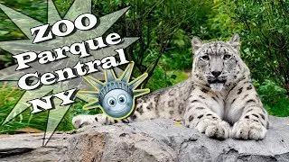 Mejor zoológico de New York!!! Zoológico de Central Park