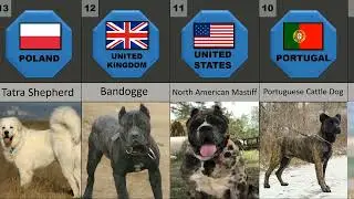 20 Wolfkiller Dog Breeds Part-2