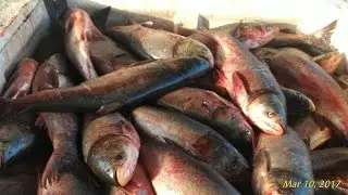 Asian Carp In The Illinois River