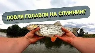 Fishing for chub. Chub fishing with spinning. How to catch chub with spinning. Piana River.